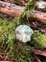 Lactarius deterrimus