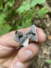 Scleroderma citrinum