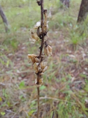 Schoenocaulon dubium