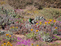 Nectarinia famosa famosa