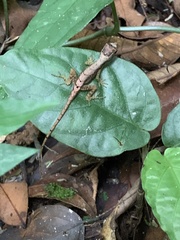 Anolis humilis