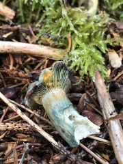 Lactarius deterrimus