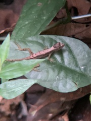 Anolis humilis