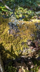 Ptilidium pulcherrimum