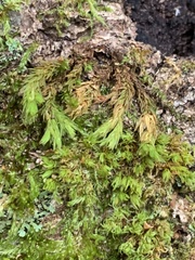 Atrichum altecristatum