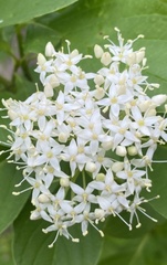 Cornus