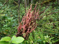 Calyptospora columnaris