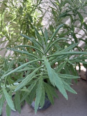 Pseudognaphalium biolettii