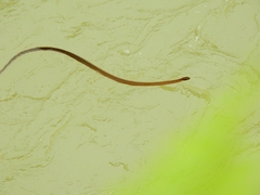 Erythrolamprus epinephalus epinephalus