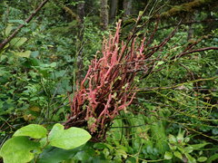 Calyptospora columnaris