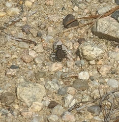 Cicindela purpurea