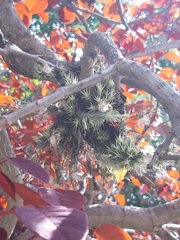 Tillandsia tricholepis