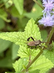Leptoglossus phyllopus