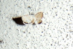 Cataclysta lemnata