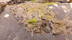 Sabellaria spinulosa