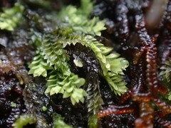 Douinia ovata