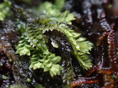 Douinia ovata