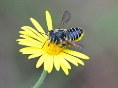 Megachile parallela