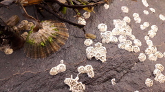 Semibalanus balanoides