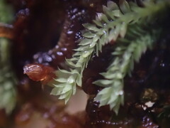 Douinia ovata