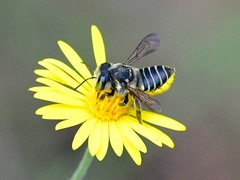 Megachile parallela