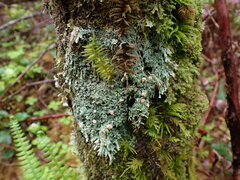 Icmadophila ericetorum