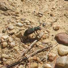 Cicindela purpurea