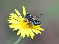 Megachile parallela