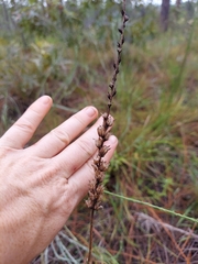Schoenocaulon dubium