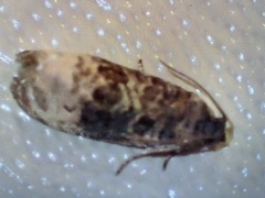 Endothenia
