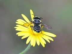 Megachile parallela