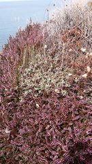 Silene uniflora uniflora