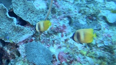 Chaetodon kleinii