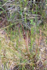 Drosera filiformis