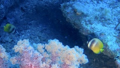 Chaetodon kleinii