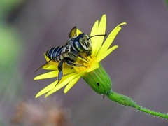Megachile parallela