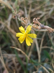 Chondrilla juncea