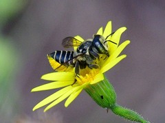 Megachile parallela