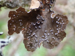 Lobaria anomala