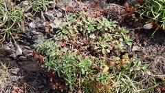Silene uniflora uniflora