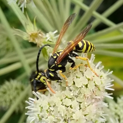 Polistes