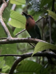 Electron platyrhynchum