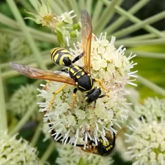Polistes