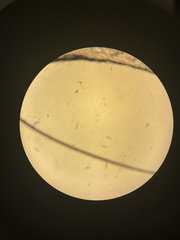 Paramecium
