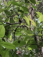 Electron platyrhynchum