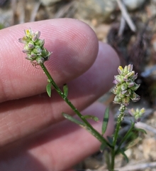 Polygala nuttallii