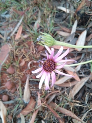 Gerbera viridifolia