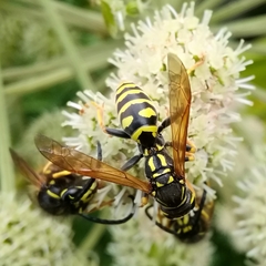 Polistes