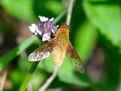 Chrysanthrax edititius