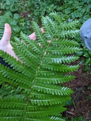 Osmunda claytoniana